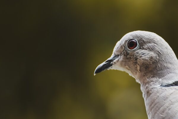 turkey-pigeon