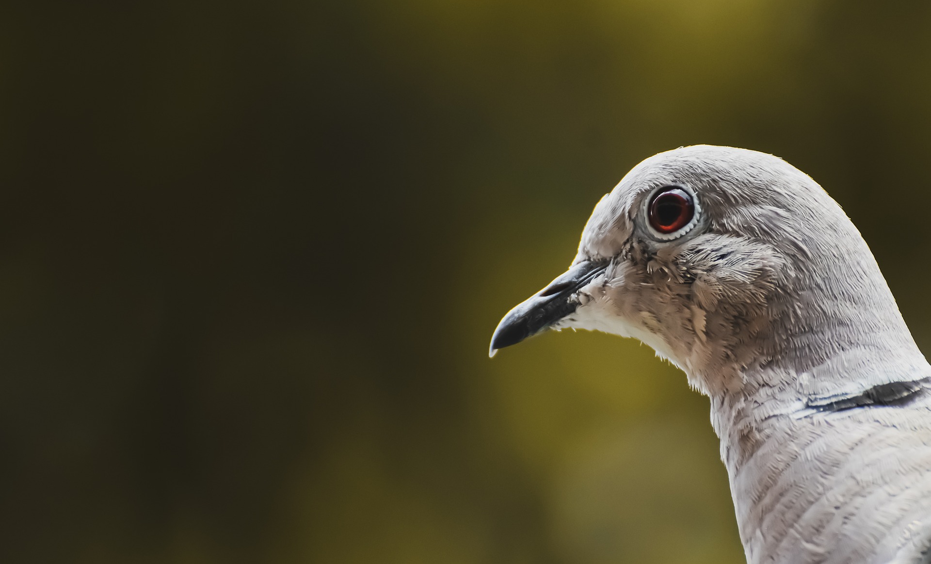 turkey-pigeon